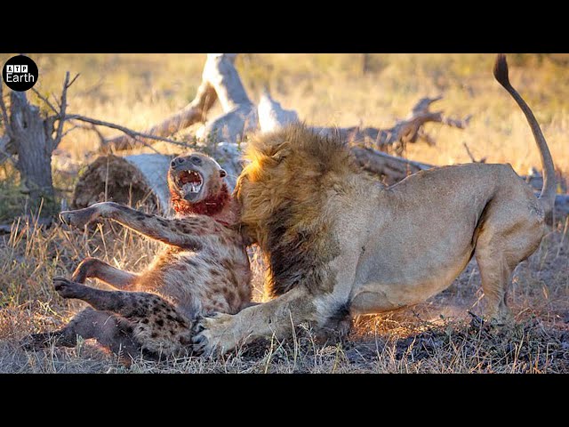 Singa Menyerang dan Memakan Hyena - Pertarungan Binatang | ATP Bumi class=