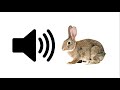 Rabbit  sound effect  prosounds