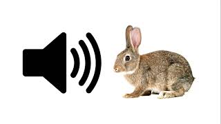 Rabbit - Sound Effect | ProSounds