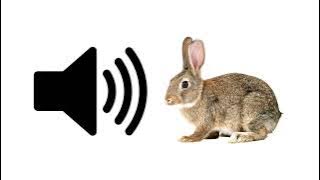 Rabbit - Sound Effect | ProSounds