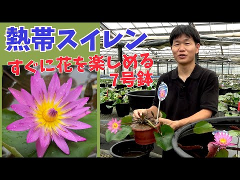 スイレン　スワンナ　球根　睡蓮苗　熱帯スイレン　ビオトープ　鉢花　開花サイズ スイレン スワンナ 球根 睡蓮苗 熱帯スイレン ビオトープ 鉢花