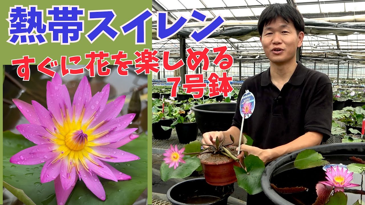 スイレン　スワンナ　球根　睡蓮苗　熱帯スイレン　ビオトープ　鉢花　開花サイズ　③ Yahoo!オークション - 【kazuのメダカ睡蓮ビオトープ】熱帯睡蓮