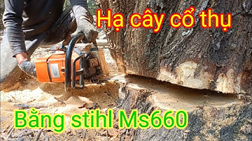 Hạ cây tràm cổ thụ bằng máy cưa stihl ms660