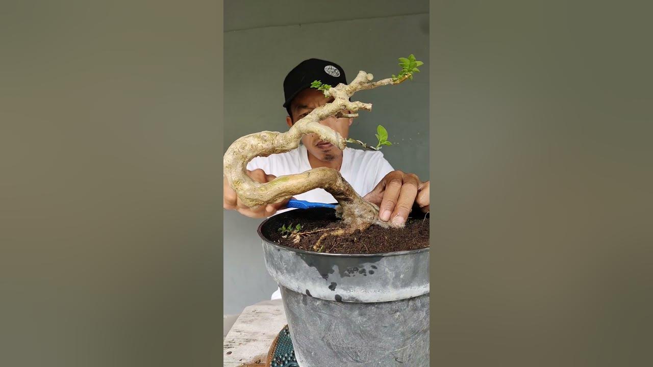 memahami penyebab jamur putih pada media bonsai
