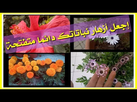 فيديو: كيفية جعل نباتات Brugmansia تزهر