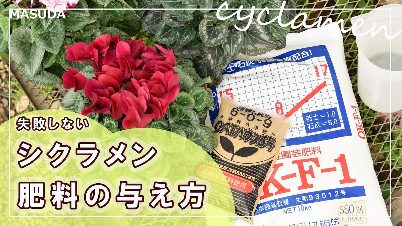 【肥料レッスン♪】シクラメンを可愛く咲かせる栄養ケア