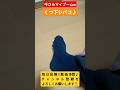 【しばこ】くつ下シバコ♪【さらマイブーム】#シバコ#しばこ