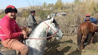 картинка: Озгондогу Аламан Улак (таанышуу)