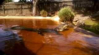 Giant Captive Bull Alligator Bellowing in His Pond