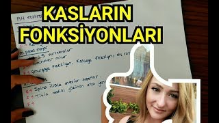 Kasların Origo İnsertio ve Fonksiyonları | Resimli Anlatım.