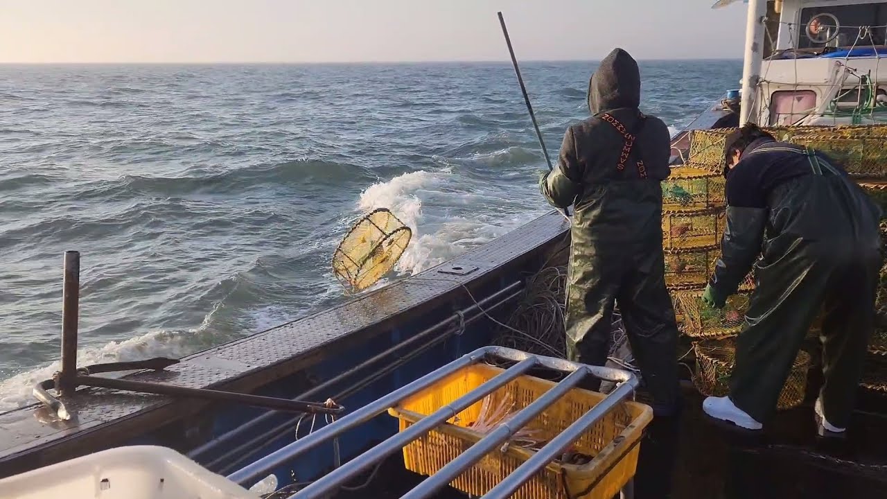 충남 태안 신진도 앞바다 / 통발작업 / 노래미 / 삐뚜리