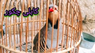 keklik sesi shikari chakor awaz hunting birds hunter female Dasi Madi national birds of Pakistan