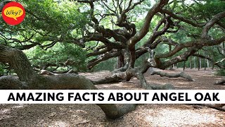 Amazing facts about The Angel Oak | Fascinating facts #37 | Why Things Happen