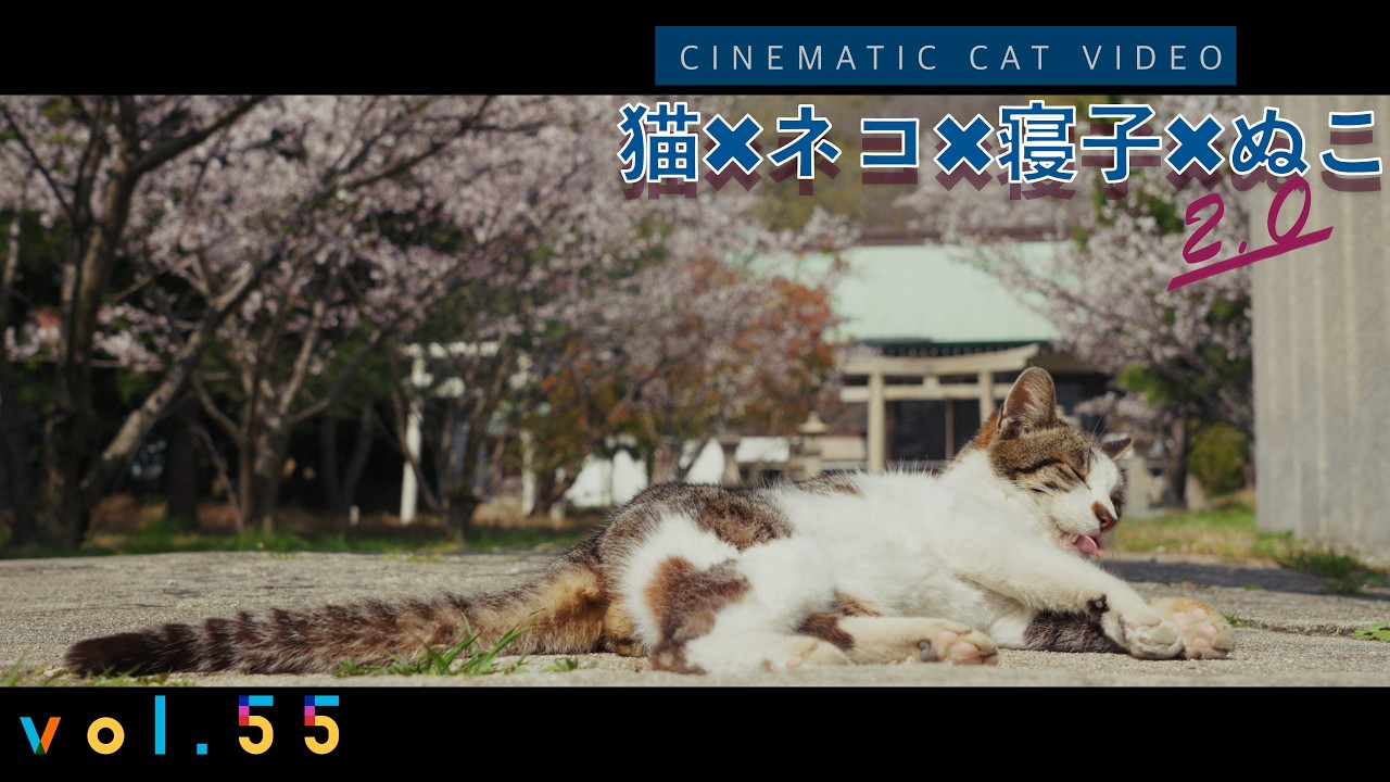 本編】満開の桜咲く神社でのんびりと過ごす猫達。そんな猫達の日常
