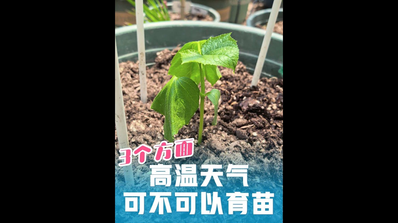 高温天气可不可以育苗，3个方面 #番茄育苗 #高温育苗 #育苗技术 #盆栽黄瓜 #盆栽西瓜的种植方法