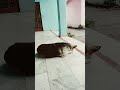 #My Dog