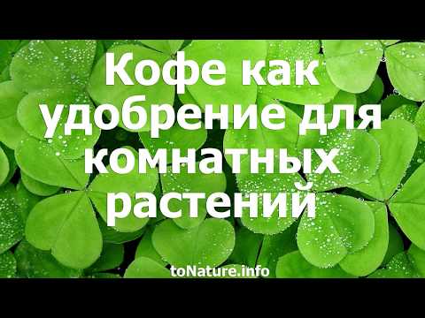 Кофе как удобрение для комнатных растений