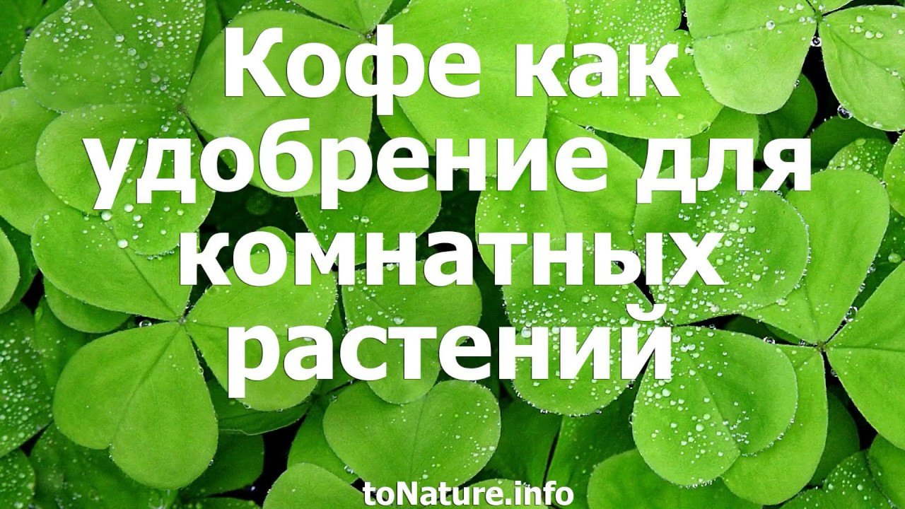 Кофе как удобрение для комнатных растений - YouTube
