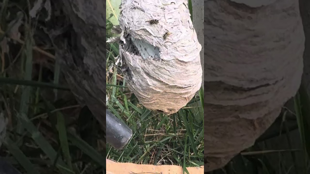 Shop Vac VS Wasp/Hornet nest in my gutter part 2 of 2