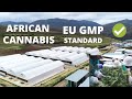 African Cannabis EU GMP Trailblazer - MG Health Lesotho