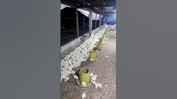 bahaya besar kandang close seperti ini