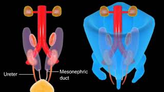 Development of Urinary System in Embryo (Ureters, Kidneys and Nephron) Complete Embryology