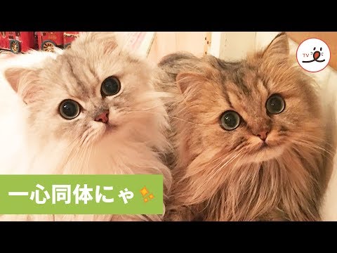 動きや表情までそっくり⁉️ 仲良し兄弟の日常をお届け💖🐱  【PECO TV】