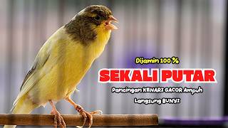 Suara PANCINGAN KENARI PAUD Belajar Bunyi Ngeriwik Kenari GACOR Panjang || Masteran Kenari Paud #816