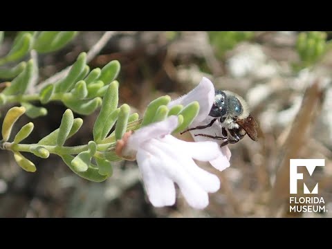 Meet the Blue Calamintha Bee, a Rare Florida Insect