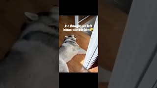 dog #cat #jojo #please_subscribe_my_channel #minecraft #roblox # funny #furry