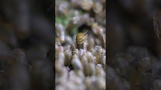 Macro Zoom | Ladybug Larvea #shorts @anotherperspective3076
