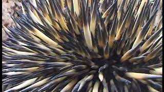 Echidnas defence mechanism