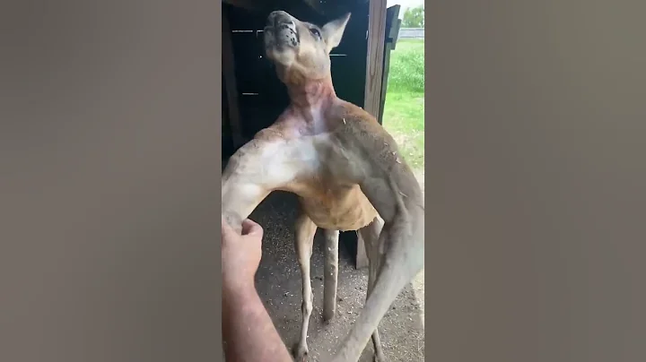 Everything’s bigger in Texas... including Kangaroos 😂