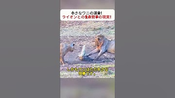 小さなワニの運命！ ライオンとの生存競争の現実！ #ワニ #ライオン #自然界の掟 #野生動物 #衝撃映像