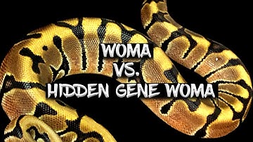 Comparison Between the Woma and Hidden Gene Woma Ball Python!