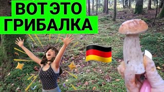 видео: 😍 ВОТ ЭТО  ГРИБАЛКА 😍 ТАКИХ  РЫЖИКОВ Я НИКОГДА НЕ СОБИРАЛА  #wald #nature #pilz #грибалка #trending  картинка: 😍 ВОТ ЭТО  ГРИБАЛКА 😍 ТАКИХ  РЫЖИКОВ Я НИКОГДА НЕ СОБИРАЛА  #wald #nature #pilz #грибалка #trending