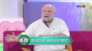 ¿Se ponen tristes los perros después de una pelea?