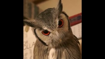 The way this owls face changes