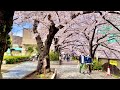 【４K】Cherry Blossom walking beside Meguro river