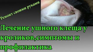 Лечение ушного клеща у кроликов,симптомы и профилактика