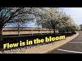Springtime office flow