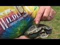 How to heal an injured terrapin