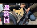 【最終回】ポメくん劇場、閉幕です!
