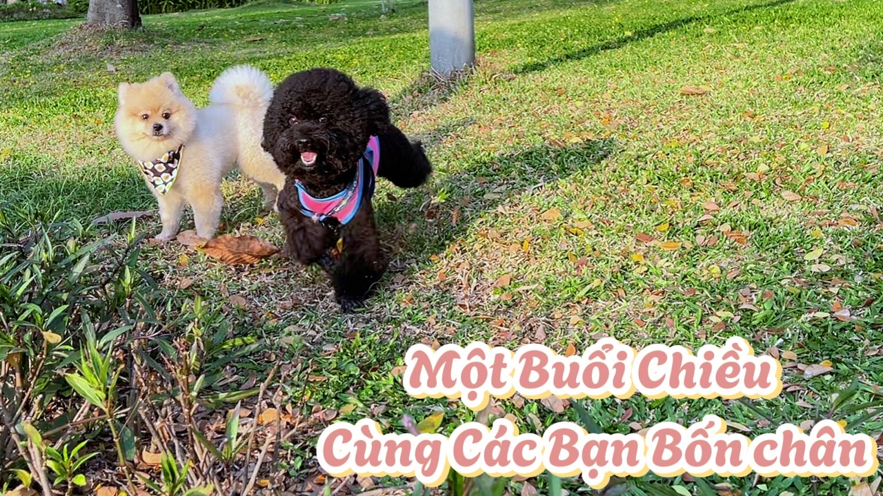 Bé Cưng Bốn Chân_ buổi chiều ngập nắng và những người bạn bốn chân siêu đáng yêu tại công viên 🐾
