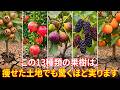 この13種類の果樹は、痩せた土地でも驚くほど実ります。肥料なしでもたくましく実る、古代から受け継がれてきた果樹たち
