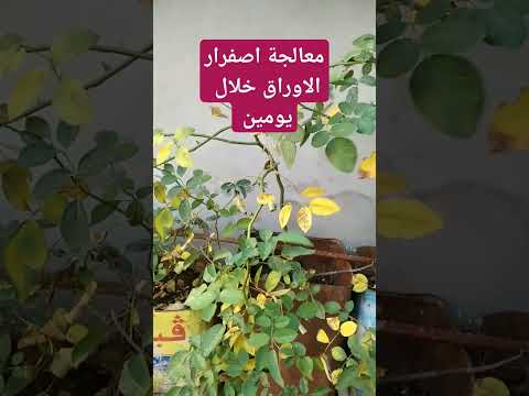 معالجة اصفرار اوراق النباتات خلال يومين ادعمنا بلايك واشتراك بلقناة ابو اياد العيساوي النسرين