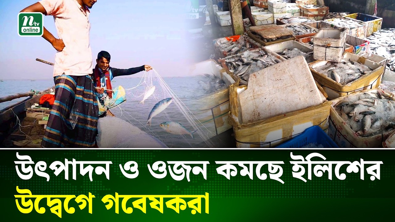 Ilish Production Fish ilish-production-fish