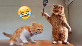 1 Hour of Funniest Animals 2023  Funniest Cats and Dogs