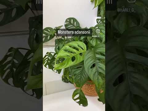Wideo: Uprawa roślin w łazience – najlepsze rośliny do pryszniców i wanien