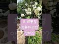 불두화 #불두화 #선암사 #봄꽃